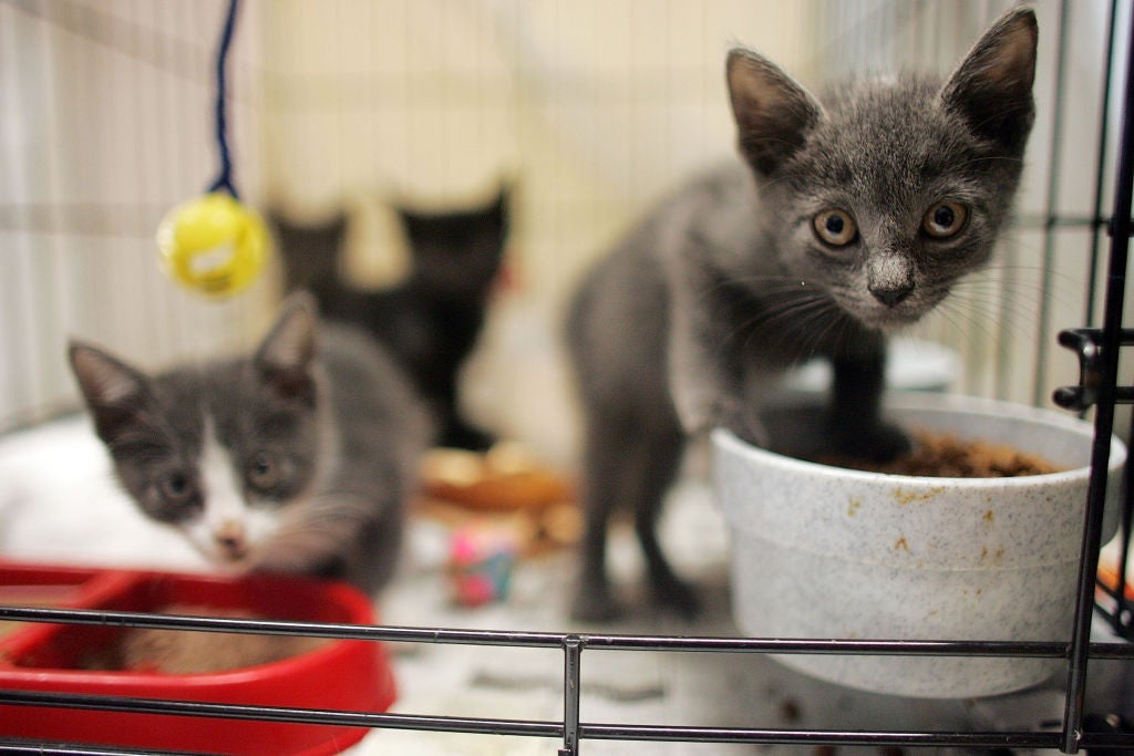Library Kicks Off Pet Supply Drive and Adoption Events for October