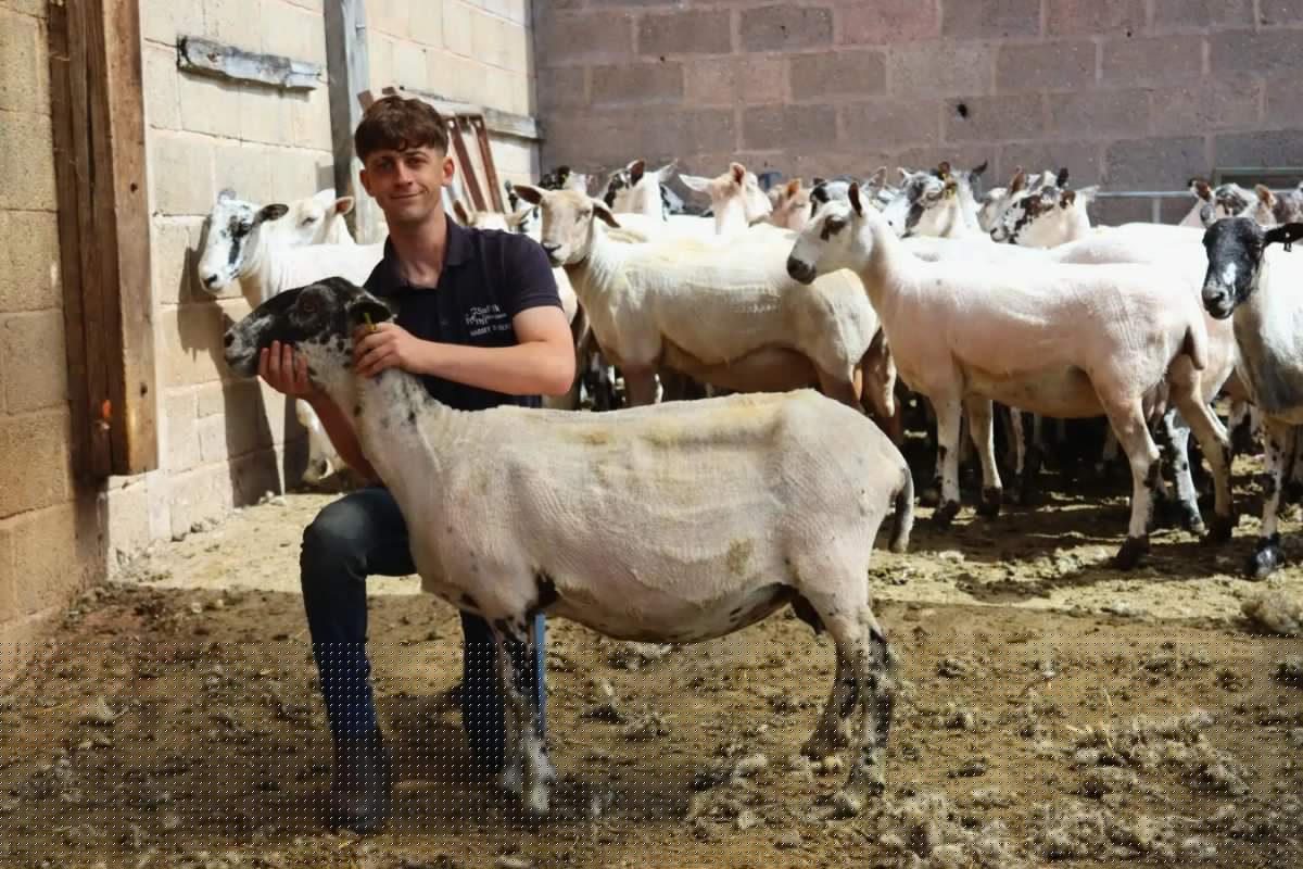 Supported Intern swaps classroom for sheep pens on path to farming career