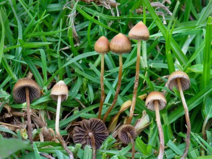 Descifran el “código” de los hongos mágicos: estudio alemán destapa una “segunda receta” para la psilocibina