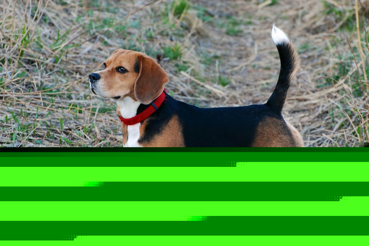 Update on 11 Beagles Rescued From Wisconsin Research Facility