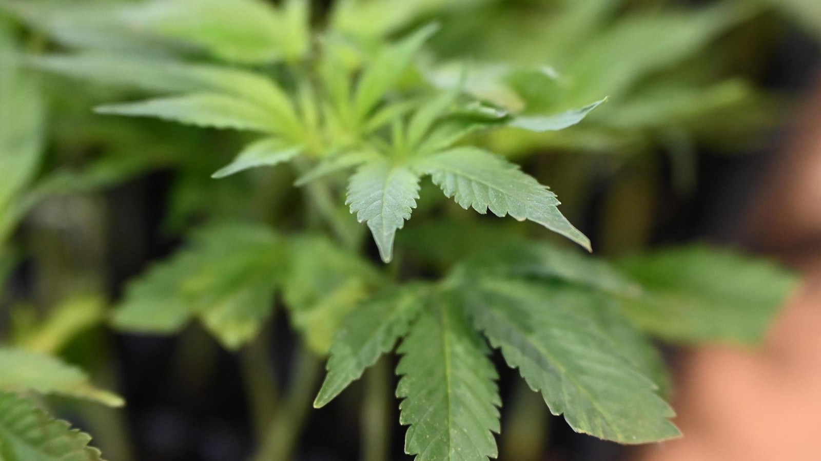 Cannabisplantage und scharfe Pistole in Wohnung – Polizei nimmt Mann fest