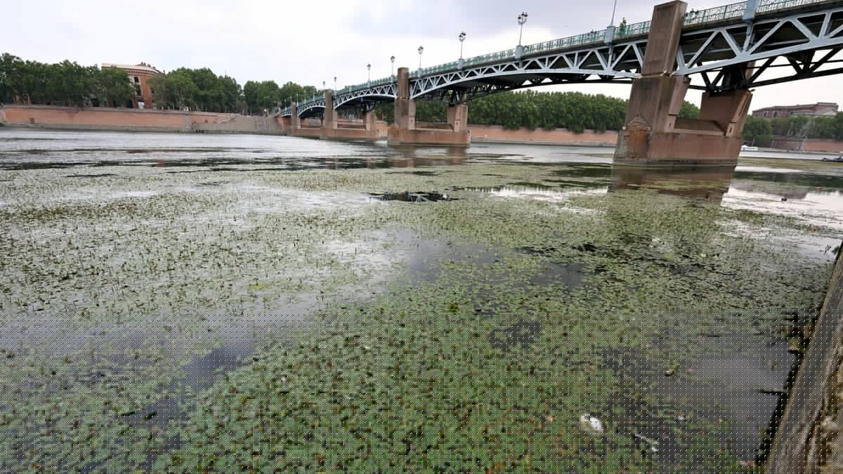 "Ça n'a rien à voir avec la pollution et les algues vertes" : pas beaux, mais écolos, les potamots colonisent la Garonne