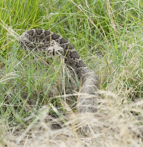 Safety Training: Avoidance clinic could help dogs escape snake encounter