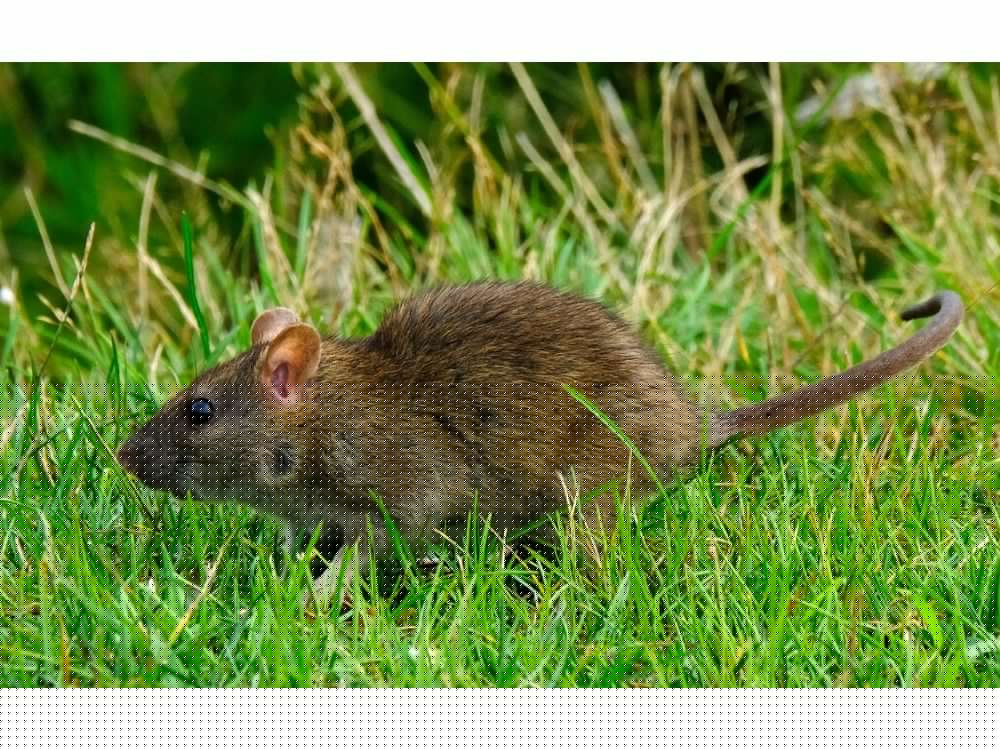 Pembroke encourages residents to help curb rodent activity