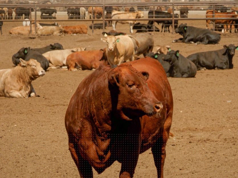 USDA to reopen southern border cattle trade