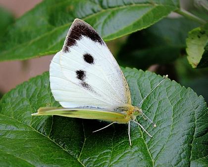 Butterfly numbers up in Warwickshire count but help still needed