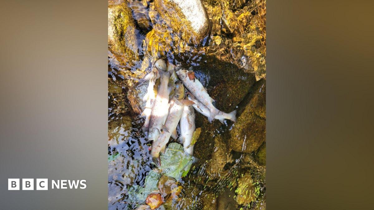 Generations of fish 'wiped out' after pollution incident