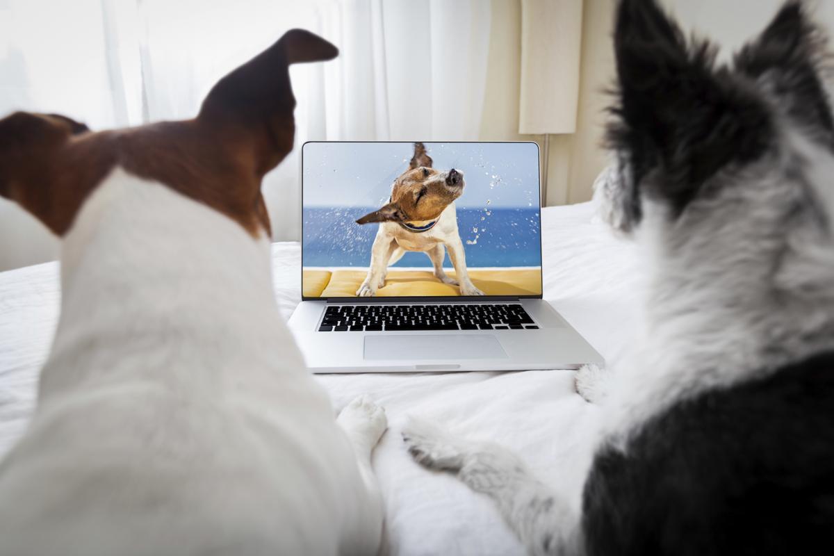 Meet the Dogs That Won Q98.5's Dog of the Month: May, June, July