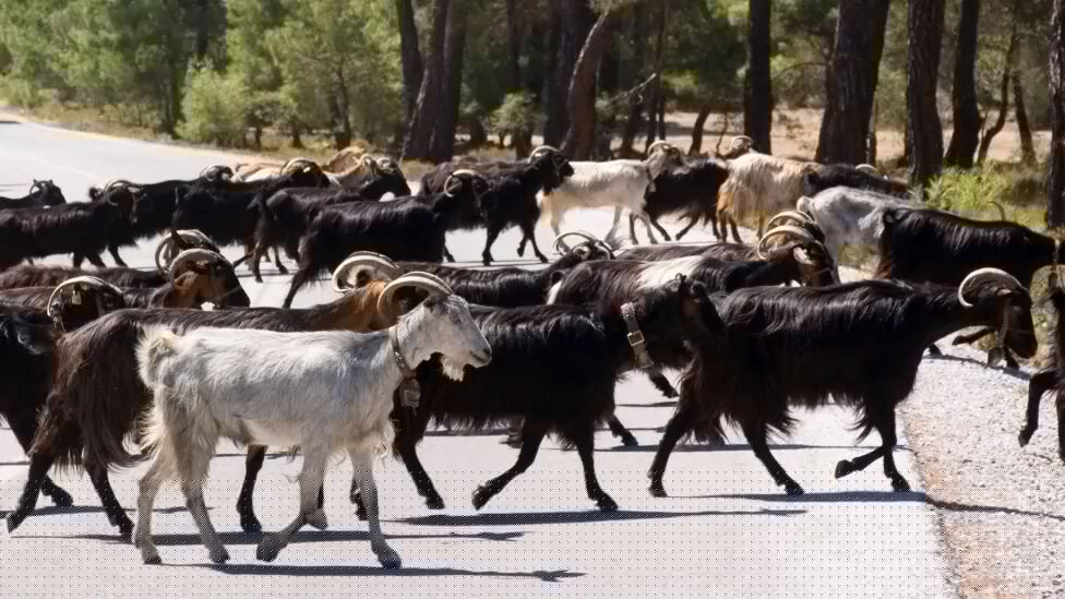 Greece struggles with 'highly contagious goat plague' outbreak, imposes livestock restrictions