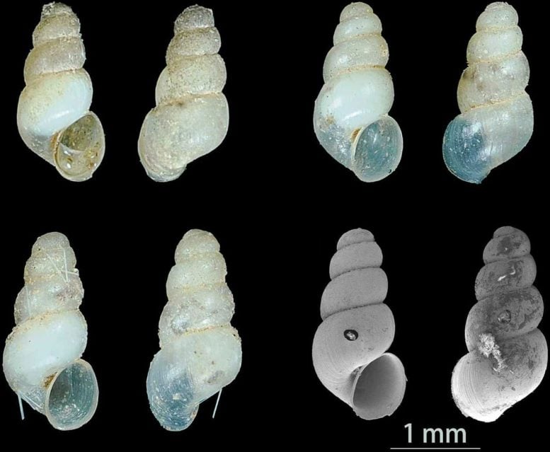 Only Three Are Known To Exist: China’s Mysterious Eyeless Cave Snail