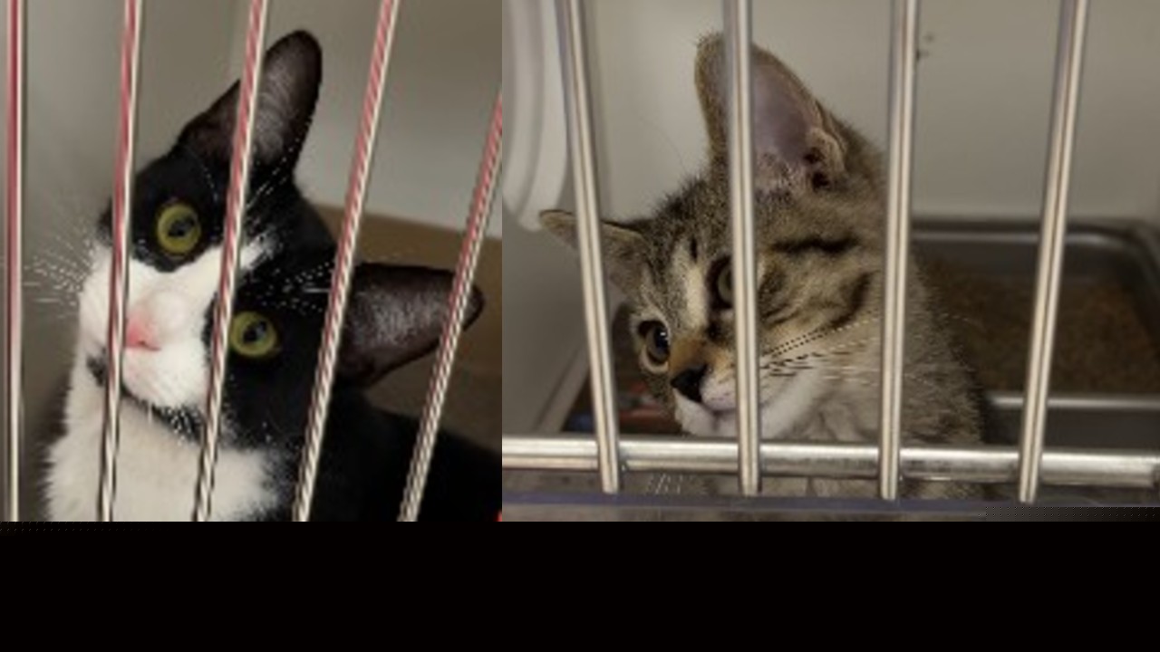 MADACC seeking responsible adopters and fosters, with every cat kennel in their building full