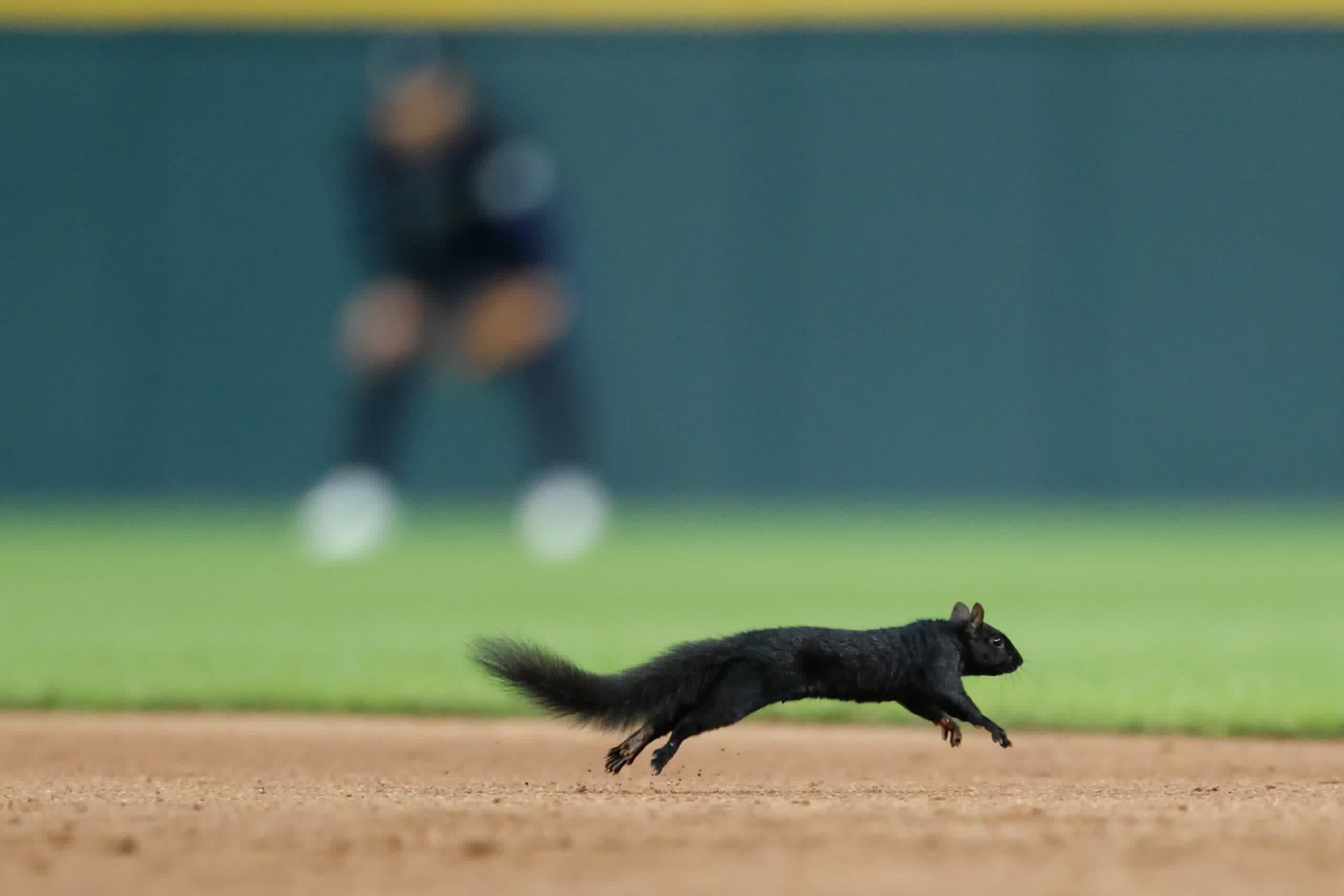Wild Squirrel Steals The Spotlight At MLB Game