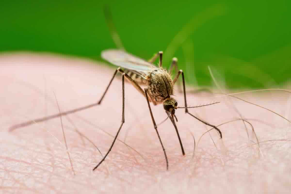 Health Department to treat for West Nile Virus-carrying mosquitoes in Queens, Staten Island and city wetlands