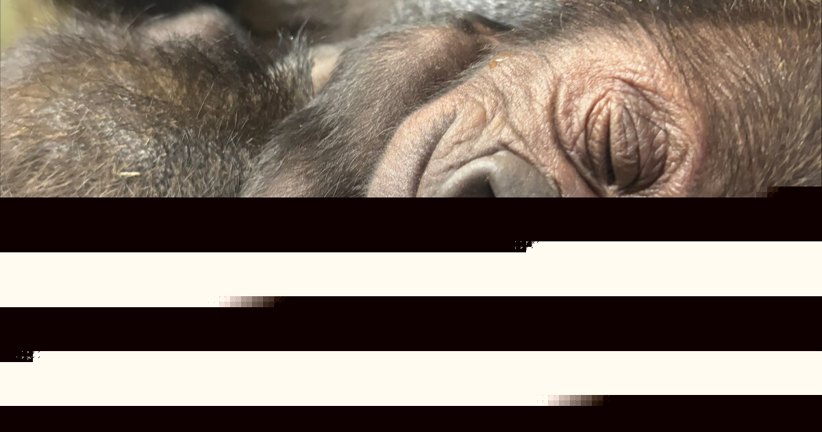 Detroit Zoo asks public to help name baby gorilla born on July 12; here are the finalists