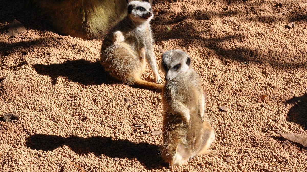 Melbourne Zoo's $2 parking under threat as council eyes fee cap scrapping
