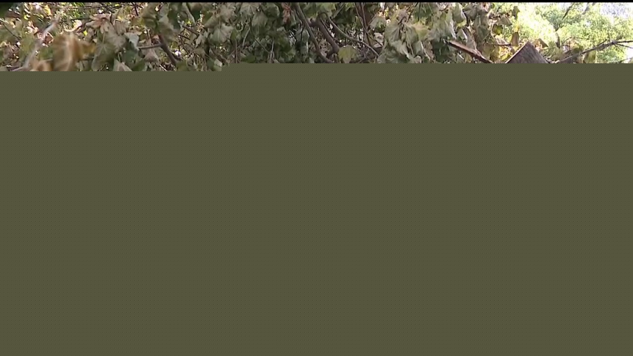 DTE returns to clean up trimmed trees, debris