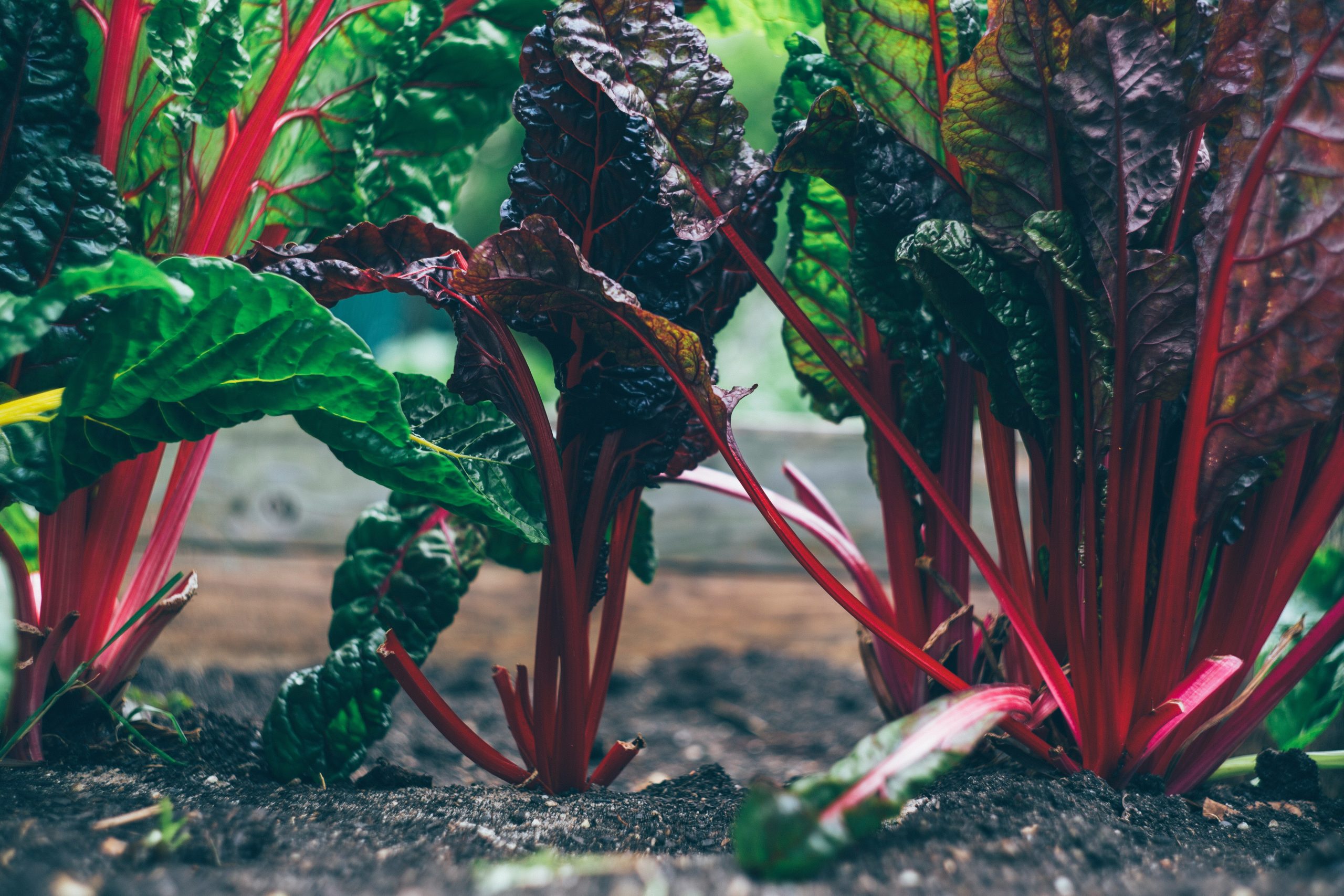 What my vegetable garden has taught me about life and God