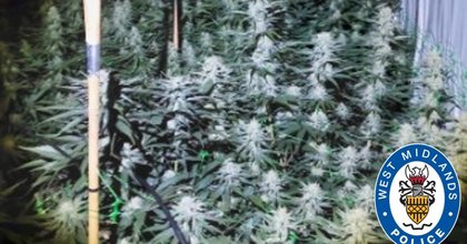 Man, 45, arrested after police stumble across Sedgley cannabis grow