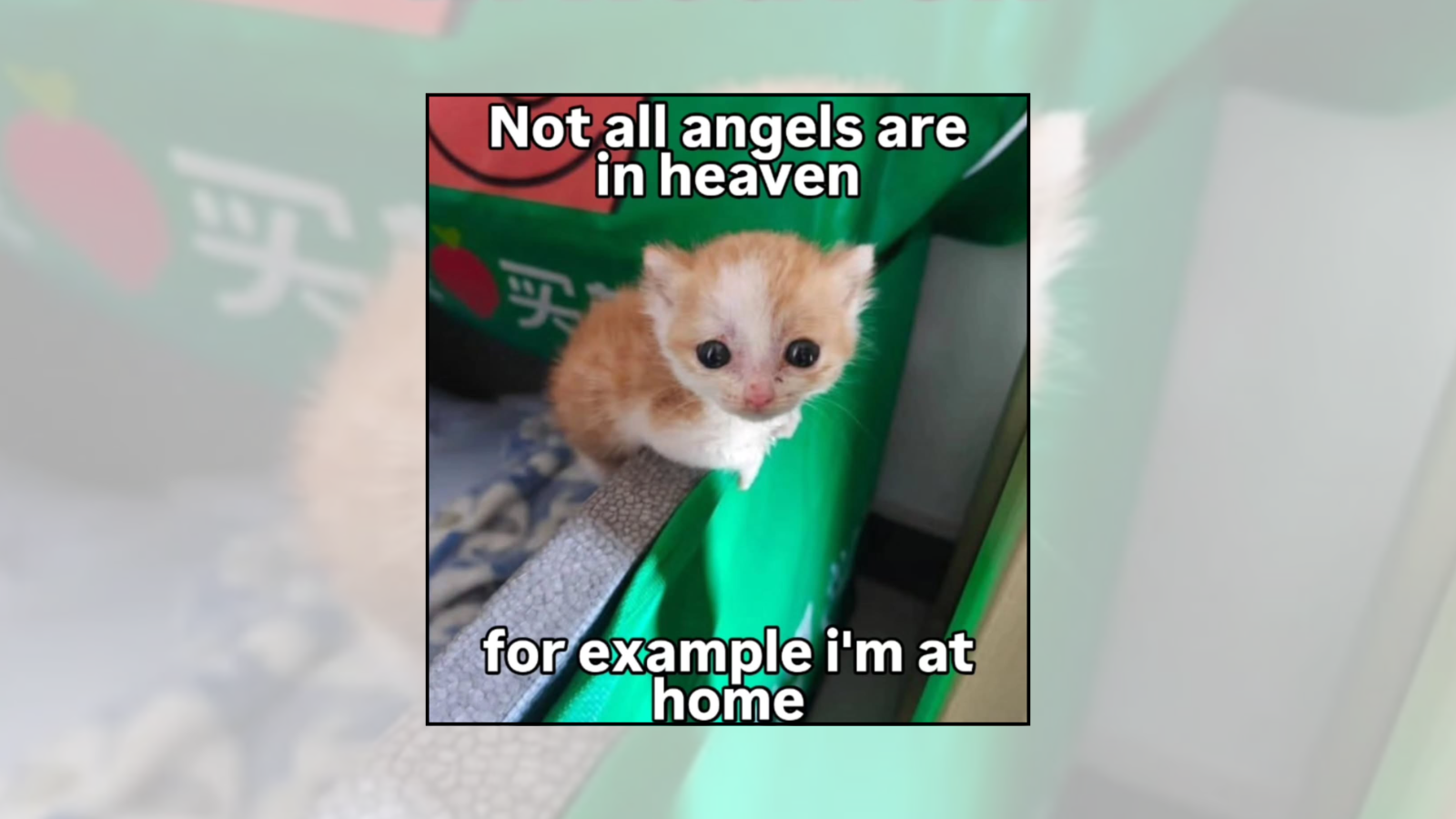 Your Weekly Delivery of 25 Soft and Silly Kitten Memes for a Midweek Mood Boost (August 5, 2026)