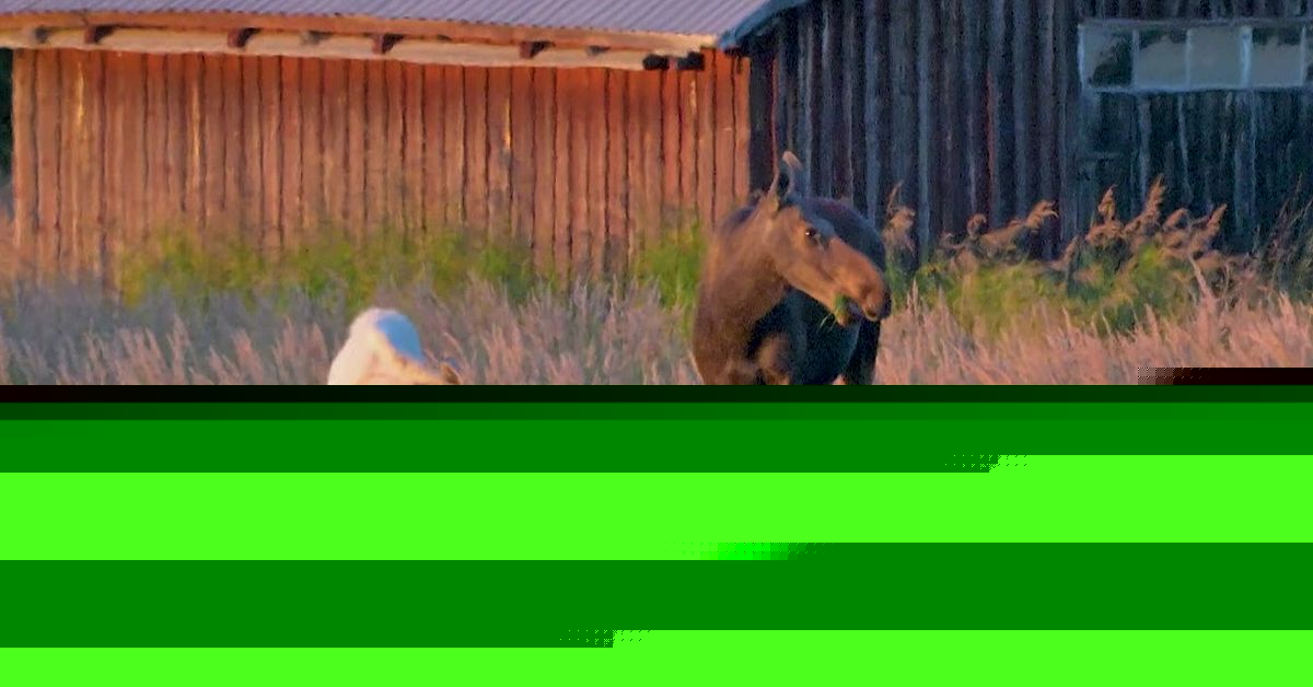Unika djurmötet – se vita älgkalven beta i Ersnäs