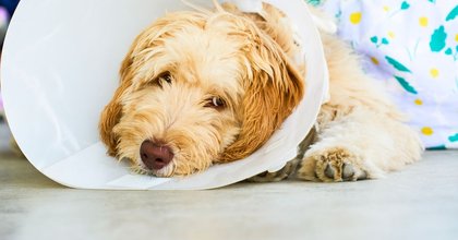 Pet expert explains how to tell if your dog has caught the flu