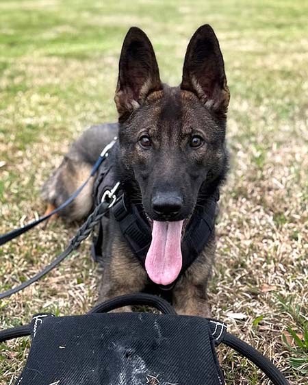 Honoring K9 Officer Farock on Friday Afternoon, July 31st