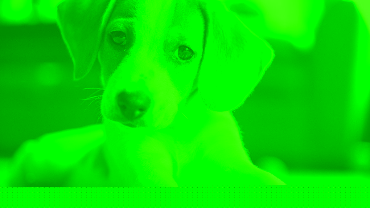The pros and cons of owning a beagle
