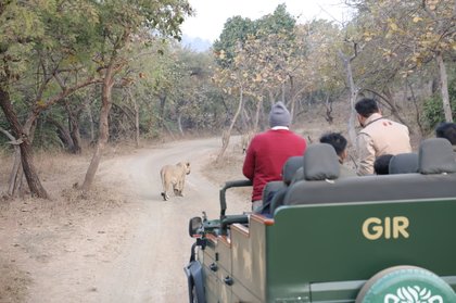 Gujarat CM takes lion safari at Sasan Gir; flags off 183 vehicles for forest staff