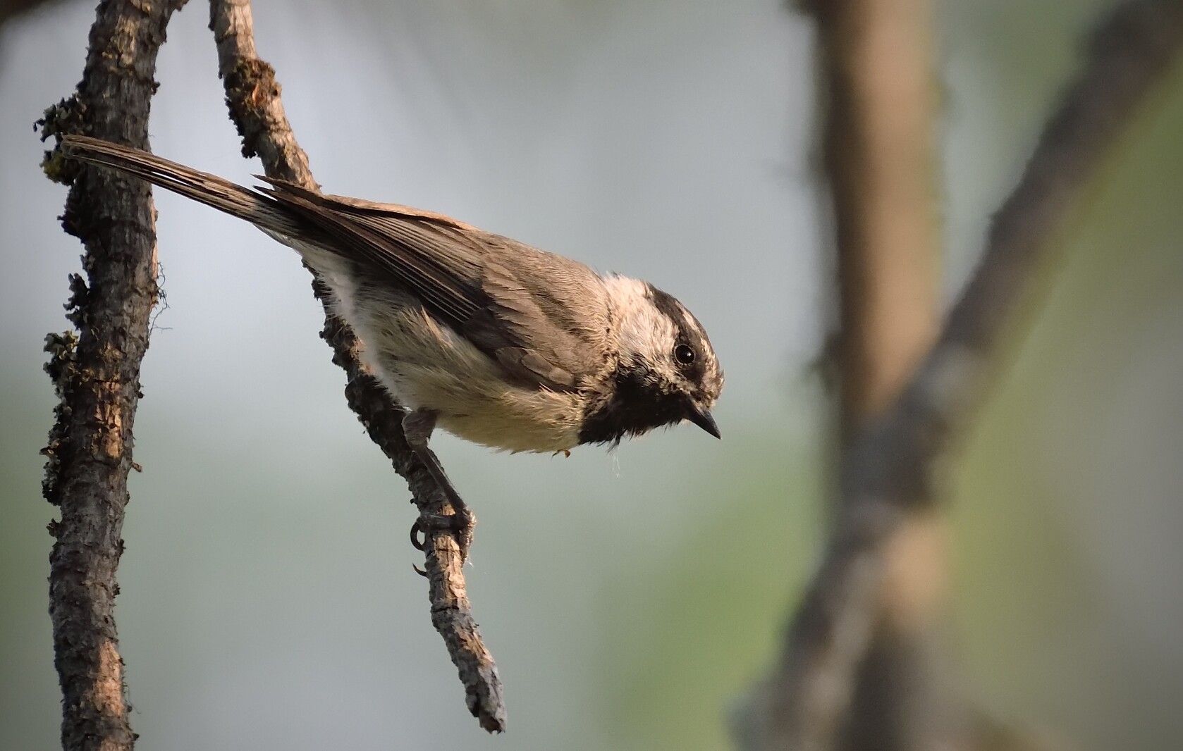 Blane Klemek Outdoors: What’s not to like about chickadees?