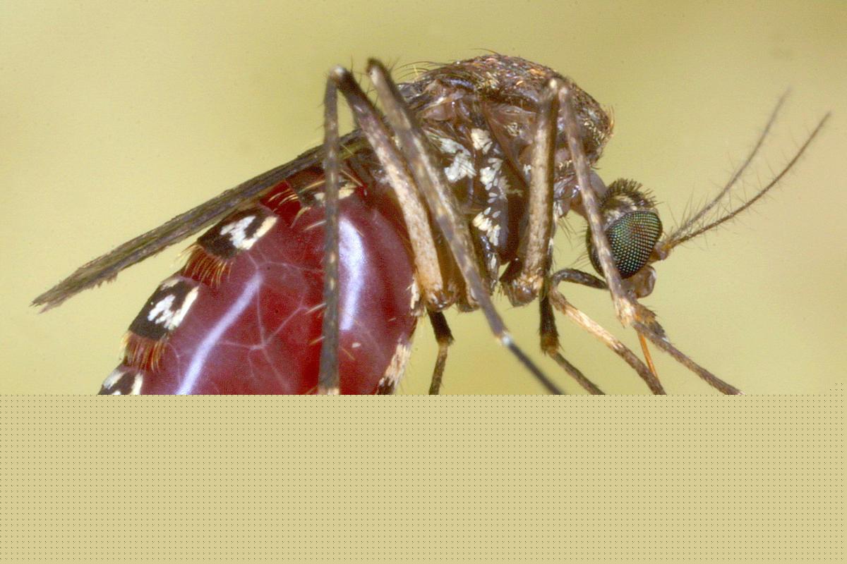 What Parts of Louisiana Have More Positive West Nile Tests in Mosquitoes