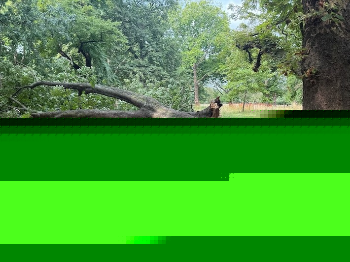 Don replied to Konrad B's discussion Tree down in Finsbury Park Krankbrother event area