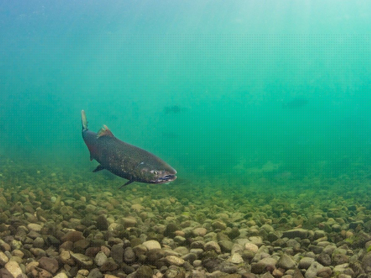 B.C. researchers discover deadly bacterial disease in wild chinook