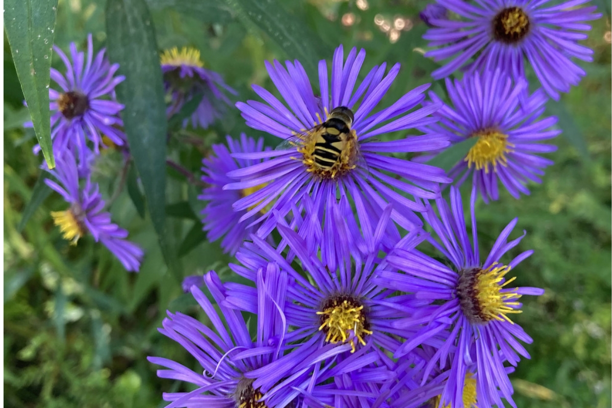 Leaves aren’t Maine’s only color show. Don’t miss these fall blooms