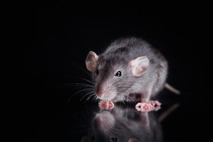 Couple In Laugardalur Wakes Up With A Rat In Bed
