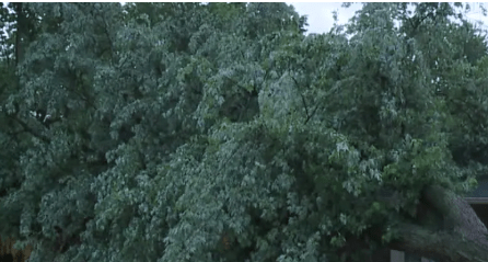 4-Year-Old Killed in Jennings County After Tree Fell on Home