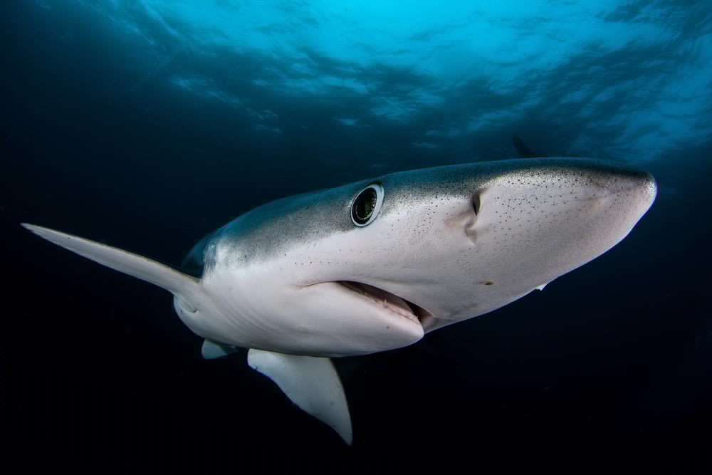 Man Rescued Off Waterford Coast After Serious Shark Bite