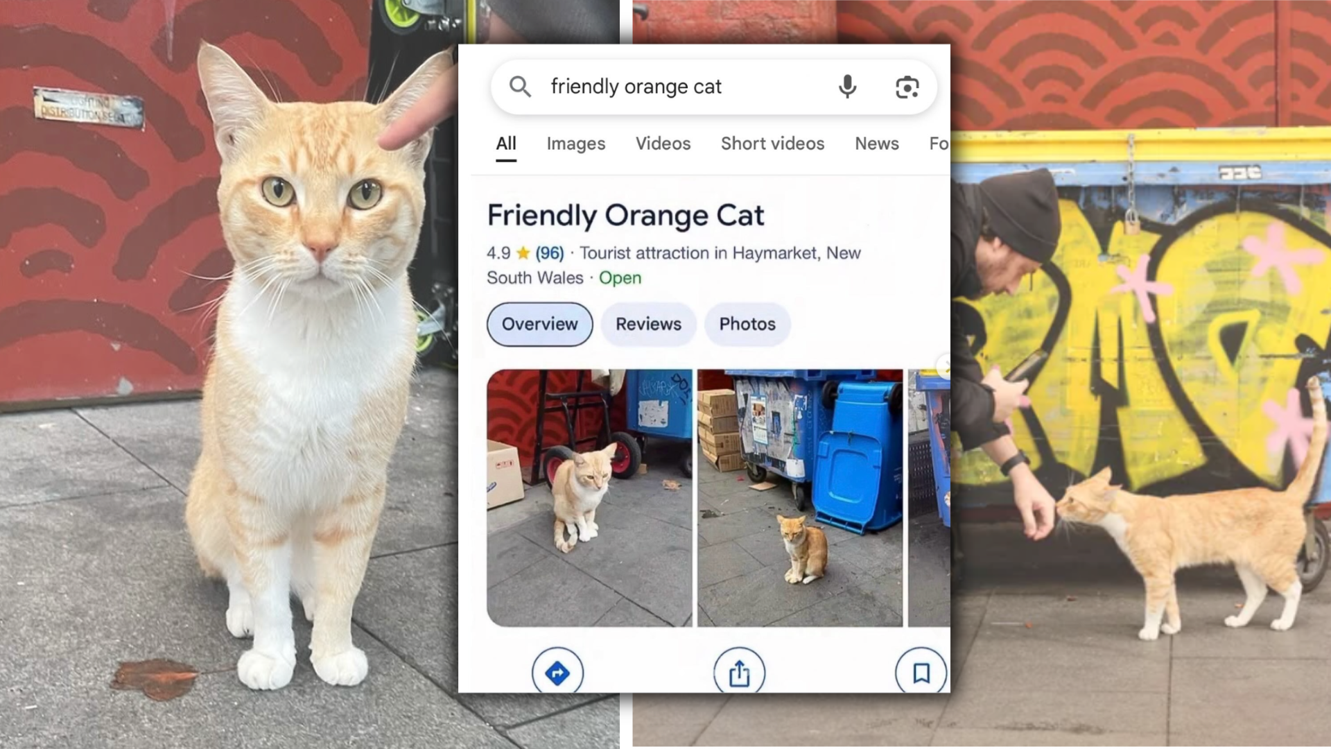 Friendly orange cat in Sydney who became a 4.9-star tourist attraction gets taken down from Google Maps, internet demands his return