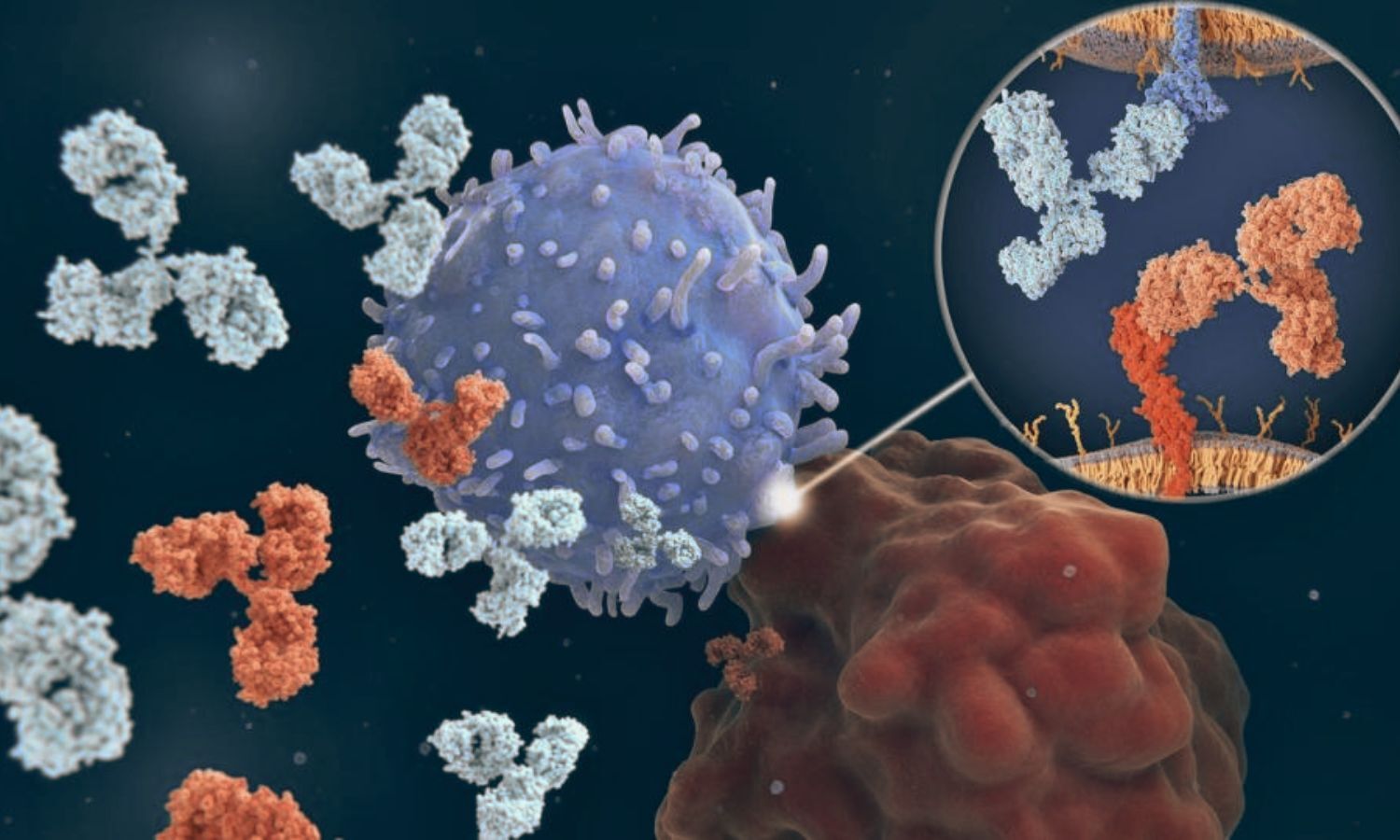 Morning Immunotherapy May Improve Survival Outcomes in Advanced Cancer Patients: Meta-Analysis Finds