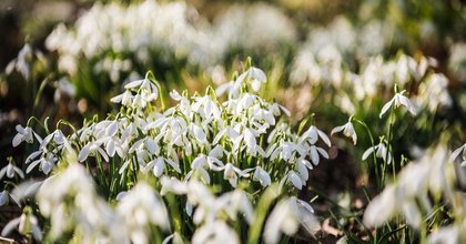 Yeo Valley Organic Garden to open early for winter event