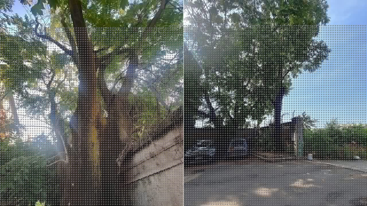 "Serve l'ombra contro il caldo": mille firme per salvare gli alberi storici minacciati dai lavori