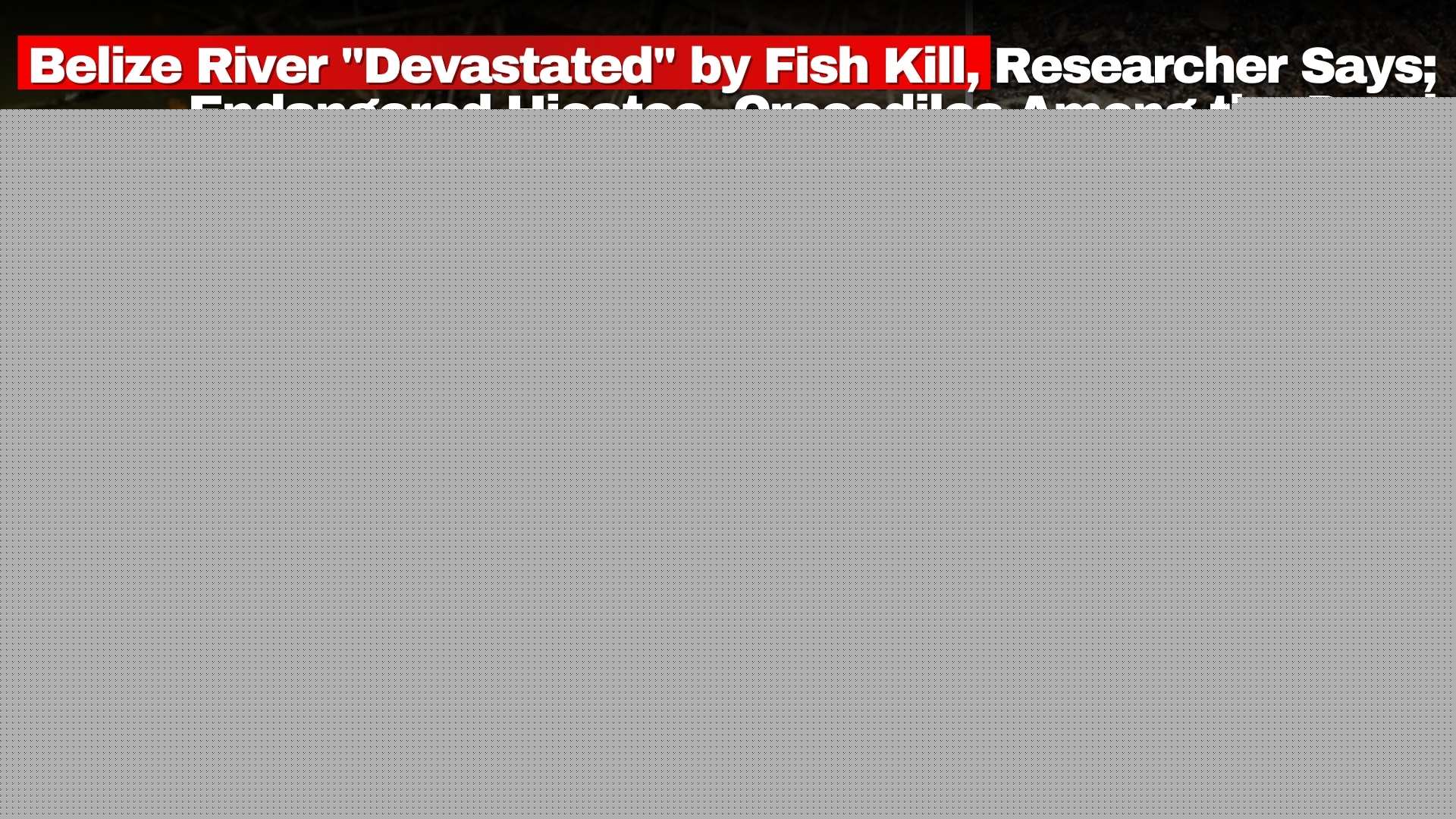 Belize River “Devastated” by Fish Kill, Researcher Says; Endangered Hicatee and Crocodiles Among the Dead