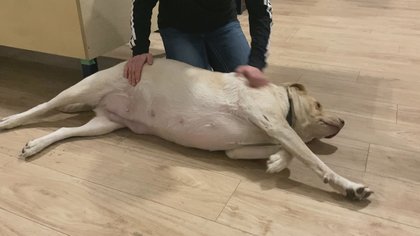 Hope Mission offers shelter space for vulnerable Edmontonians and their pets
