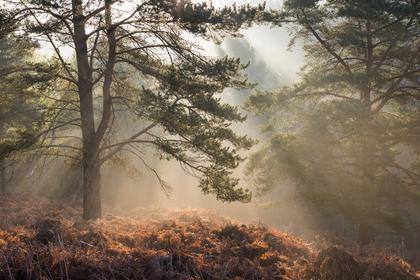 Alan Titchmarsh: You wouldn't think it, but Surrey is the most wooded of all England's counties — and its Scots pines are as beautiful as any of its trees
