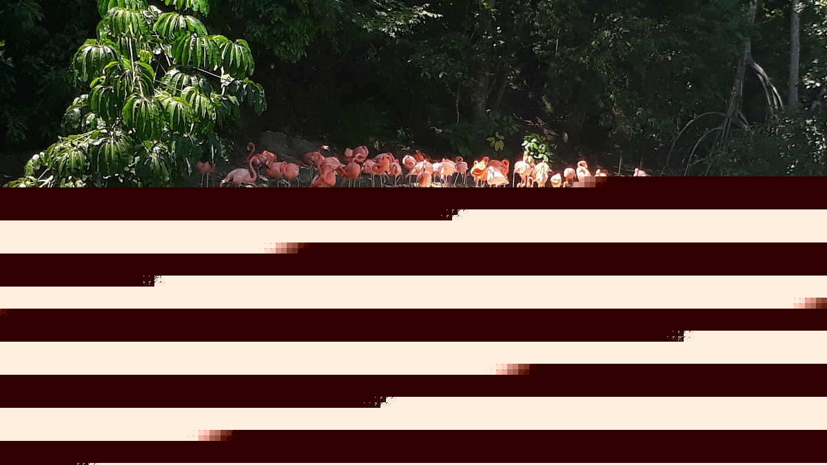Dominican Zoo Shelters Seized Wildlife Animals