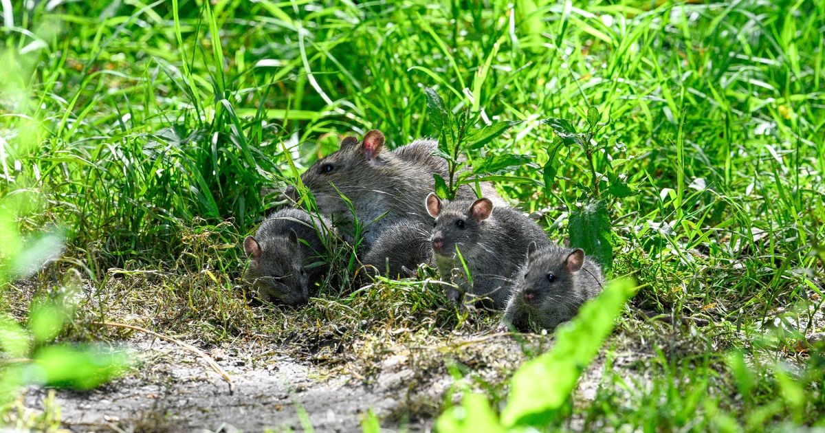 UK broadband provider plunges into administration as cables damaged by rats