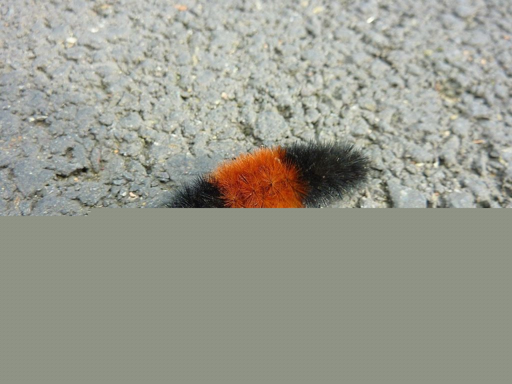 Comment on How to raise woolly bear caterpillars by Sara Welch