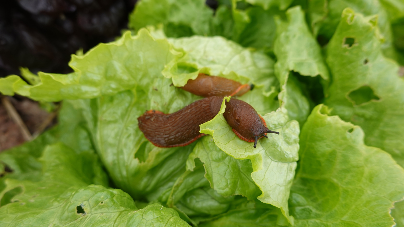 This Overlooked Scrap Instead Of Coffee Grounds Could Deter Slugs