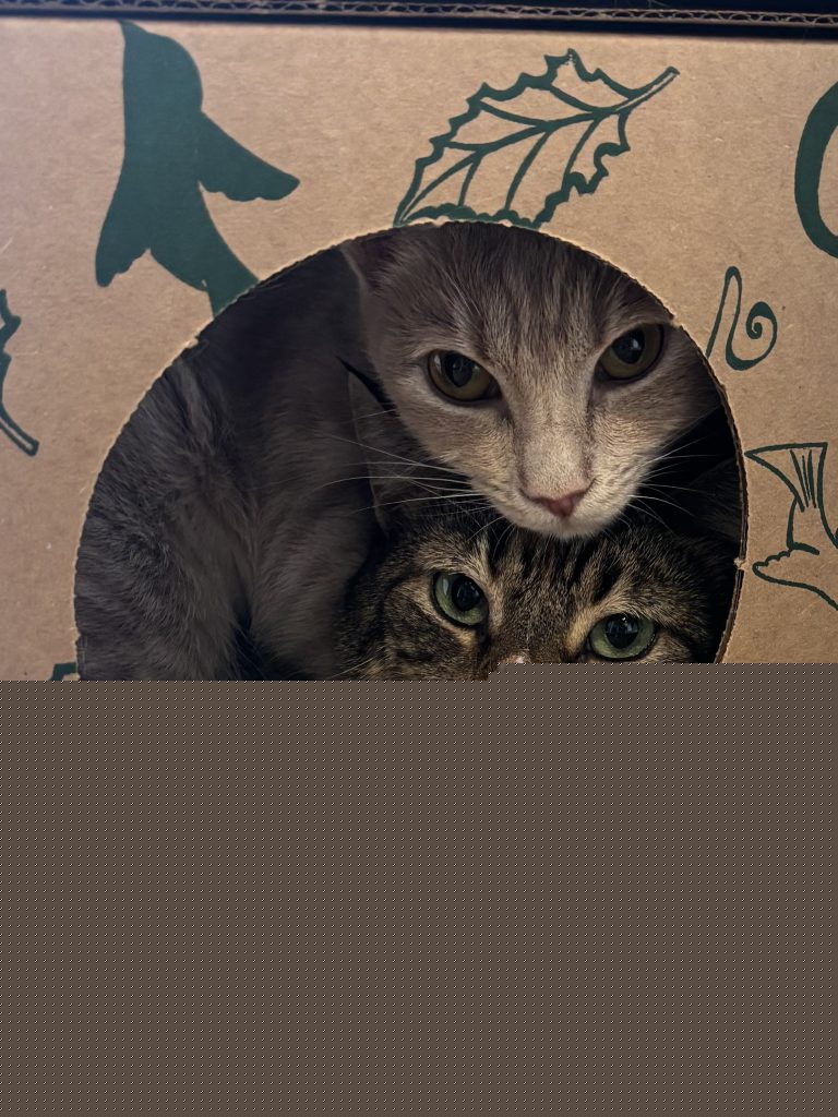 Truckee-Tahoe – Pet of the Week: Nala and Paisley