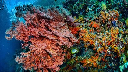 Los corales también duermen y revelan un origen ancestral del sueño
