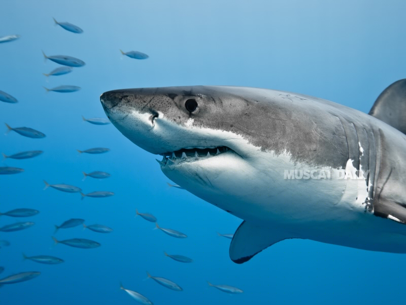 EA announces 6 month suspension on shark import permits